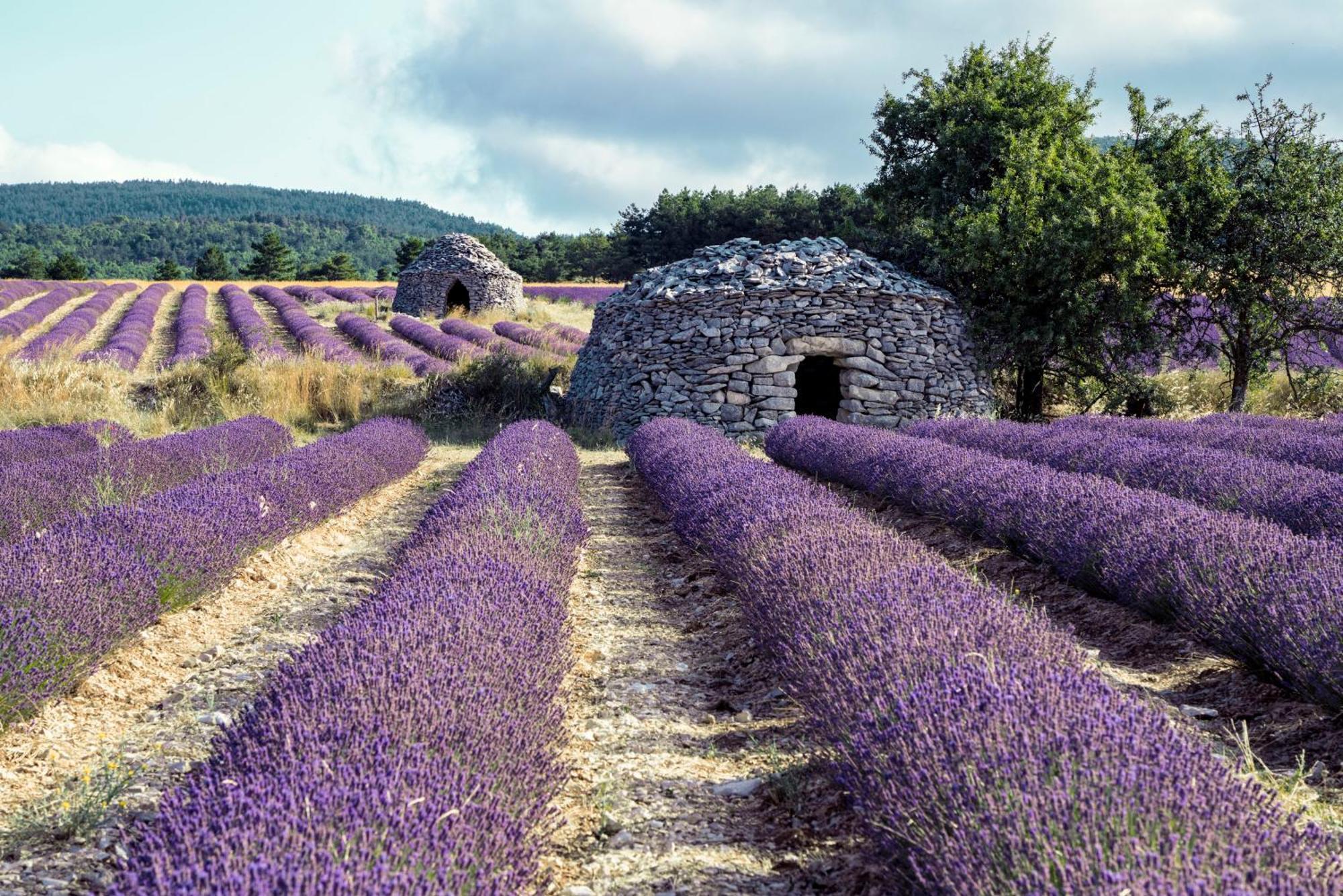 Le Cabanon Des Lavandes Entre Mont Ventoux Et Luberon Sault-de-Vaucluse Bagian luar foto